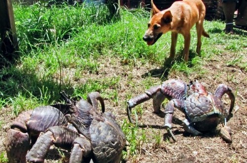 Man Grabs Crab Before Realizing What It Really Is - TopBusiness